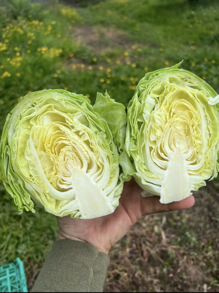 Class b cabbage