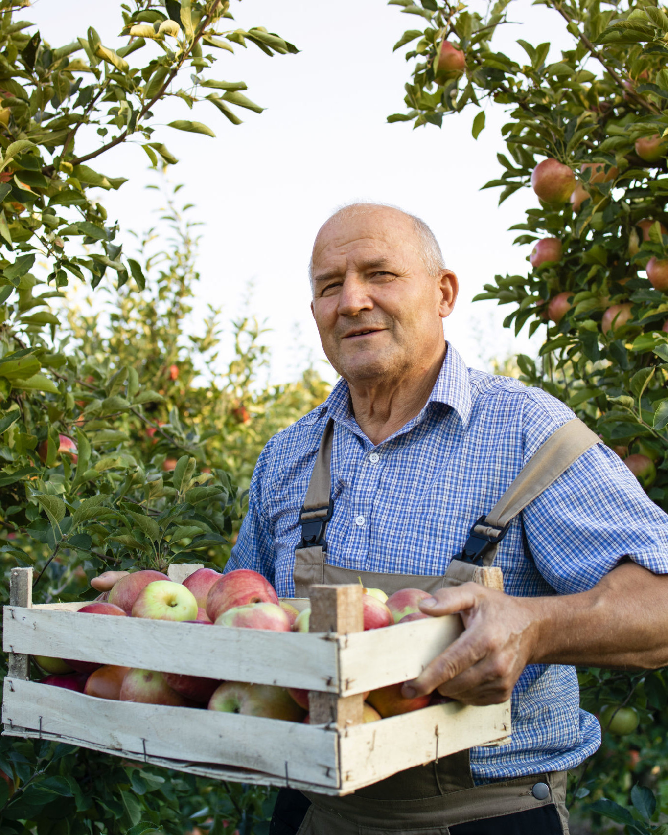 Portrait of senior man holding crate full of apples in fruit orchard.