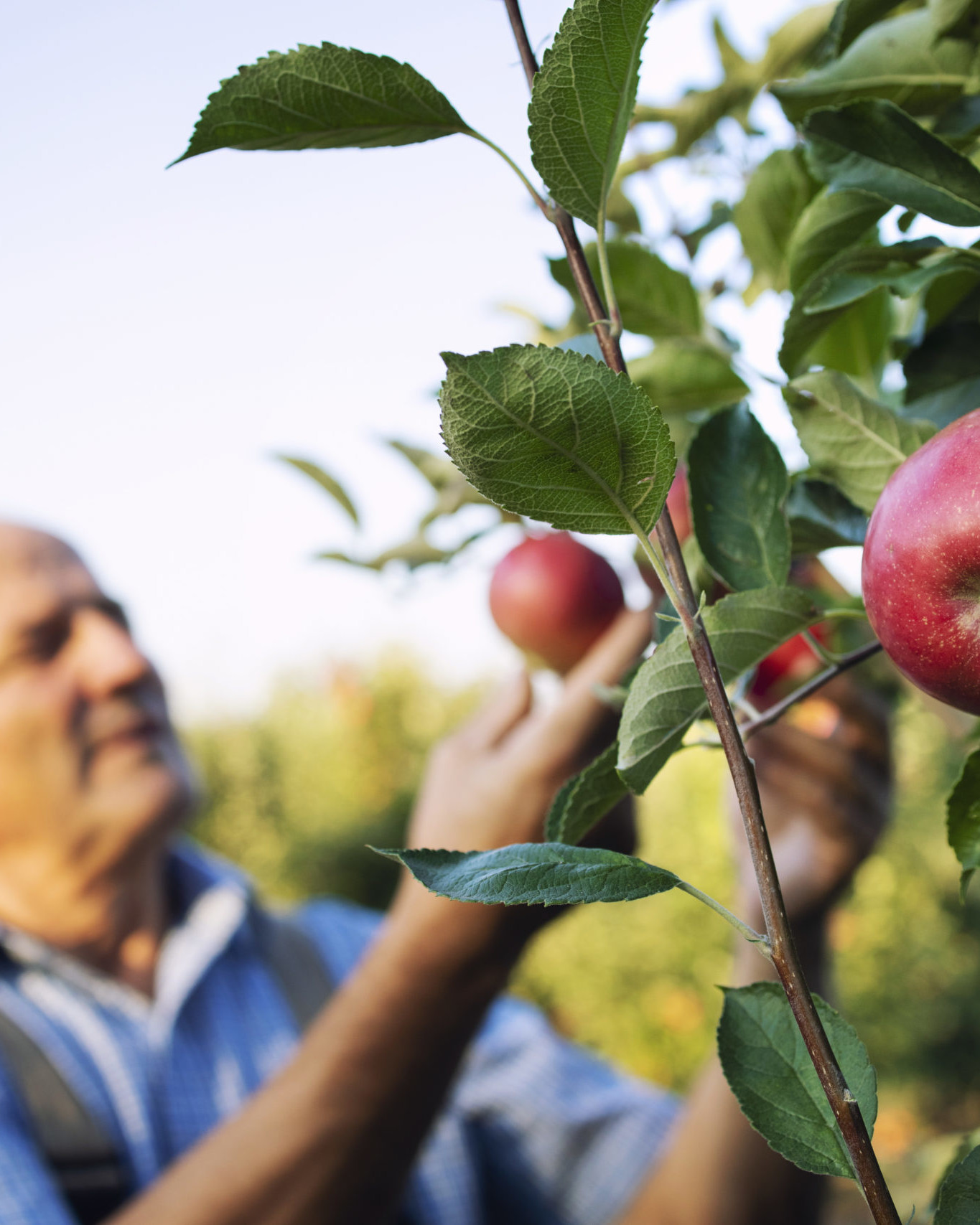 Apple fruit harvest in orchard.