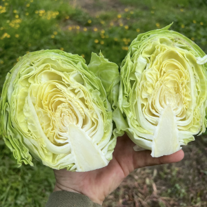Class b cabbage